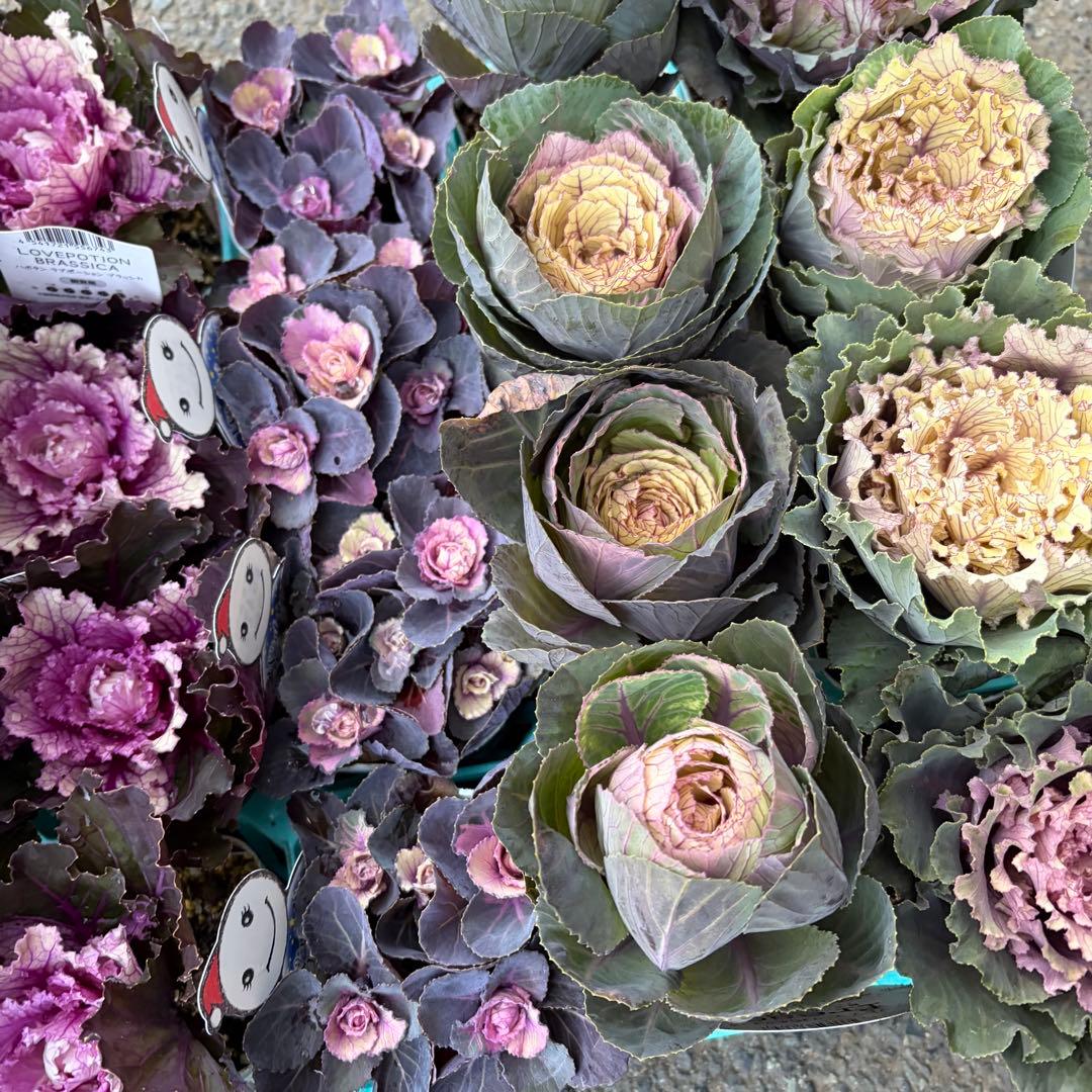 【専用商品】　リクエストアソート　ハボタン　コロニラ　ヒヤシンス