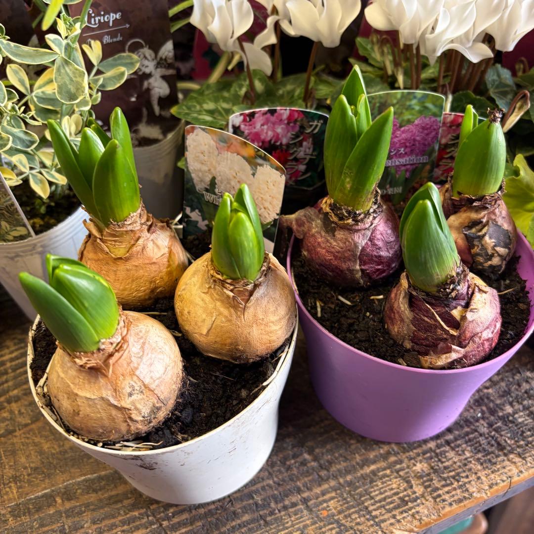 【専用商品】　リクエストアソート　ハボタン　コロニラ　ヒヤシンス