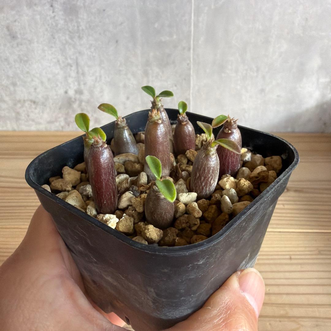 9株セットパキポディウムウィンゾリー 国内実生株