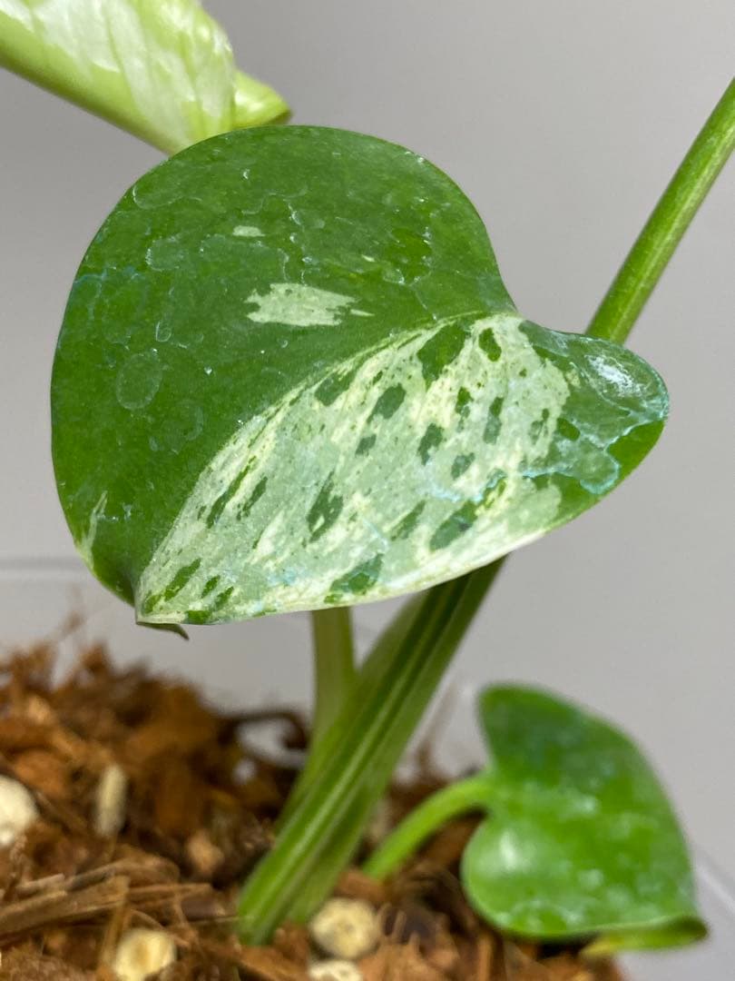 a【将来有望株‼️】モンステラ　デリシオーサ　バルバソー　フシギダネ/ベトシオーサ