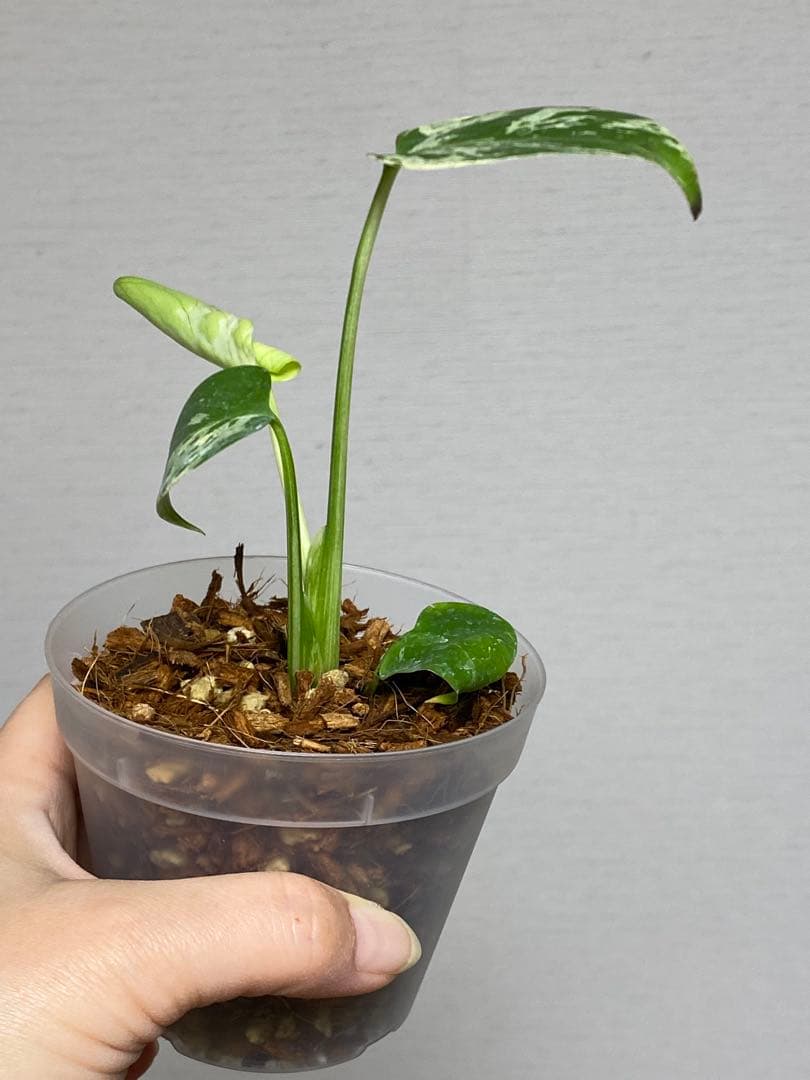 a【将来有望株‼️】モンステラ　デリシオーサ　バルバソー　フシギダネ/ベトシオーサ