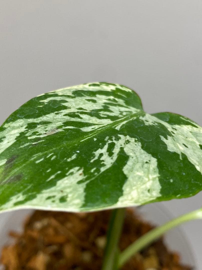 a【将来有望株‼️】モンステラ　デリシオーサ　バルバソー　フシギダネ/ベトシオーサ