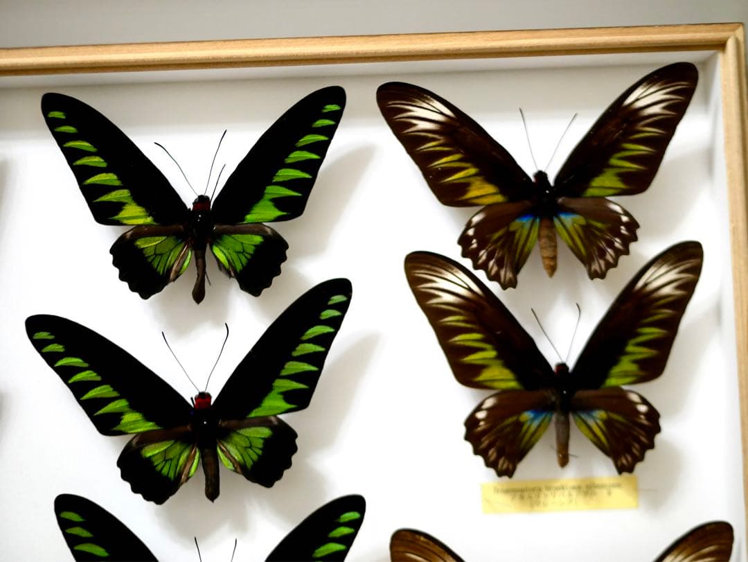 蝶標本 アカエリトリバネアゲハ各種 世界産地別コレクション 大型ドイツ箱