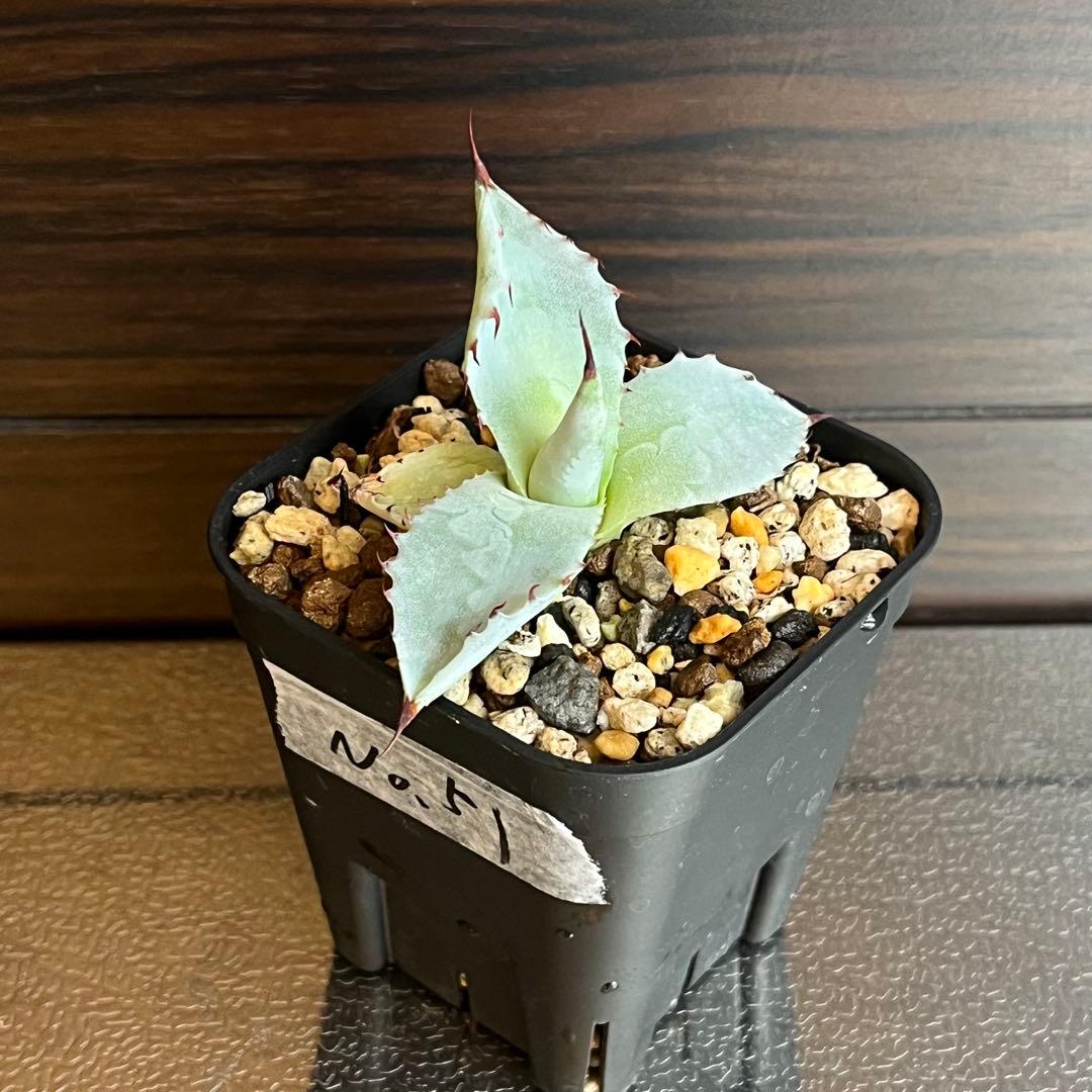 アガベ ハイブリッド 激怒之舞 No.51 コンテスト株 子株　Lize株