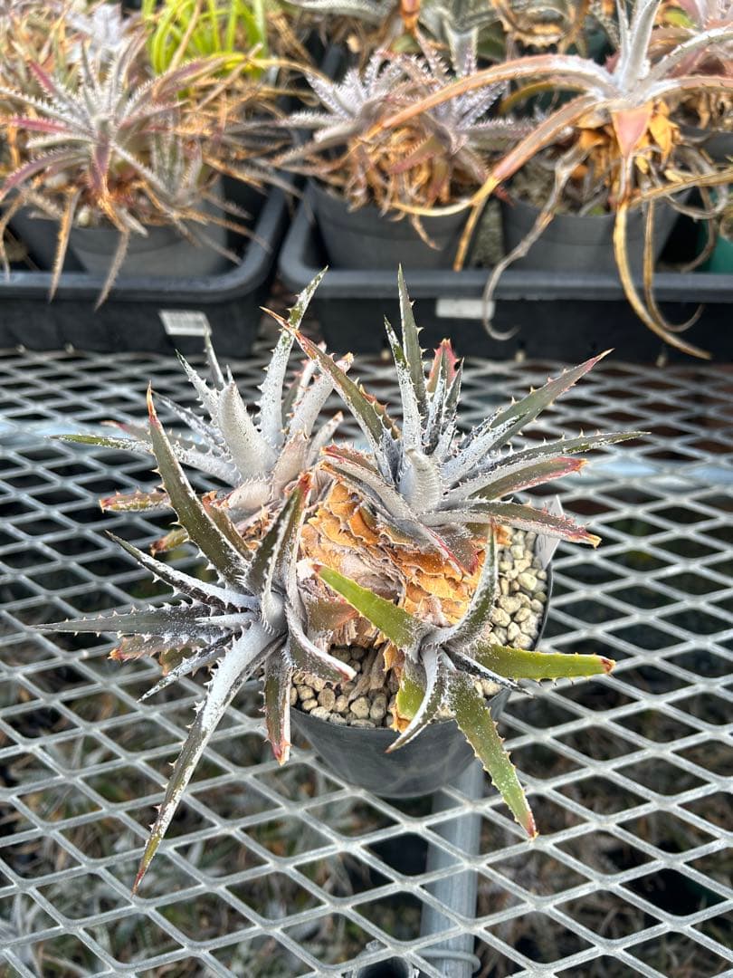 群生 DBディッキア Dyckia Bill Baker hyb #217 ⑴