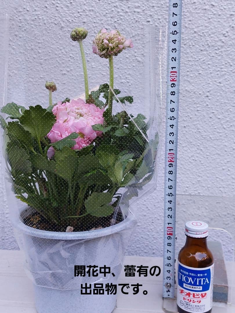 レア色、ラナンキュラスポンポン『ハーマイオニー』透け感綺麗な5号鉢植え大苗
