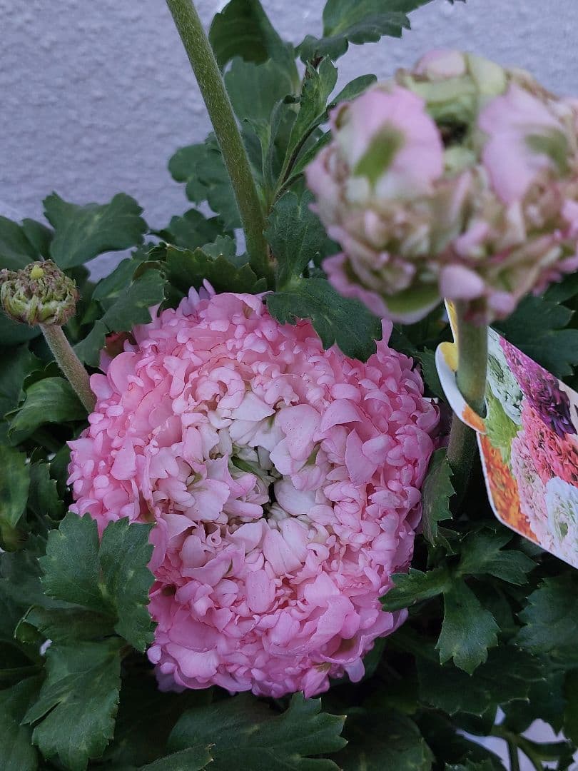 レア色、ラナンキュラスポンポン『ハーマイオニー』透け感綺麗な5号鉢植え大苗