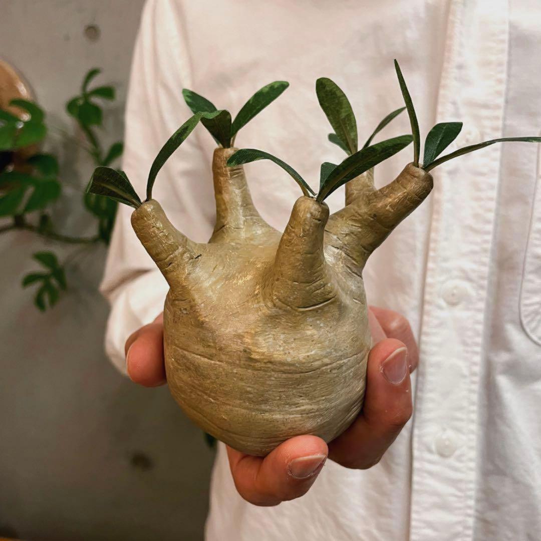 パキポディウム グラキリス ハンドメイド フィギュア クラフトプランツ