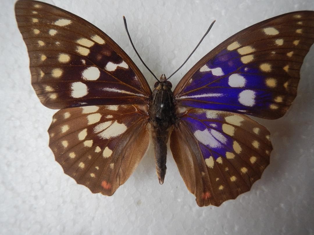 カ*ボ様 モルフォオオムラサキ（飼育；♂）１頭