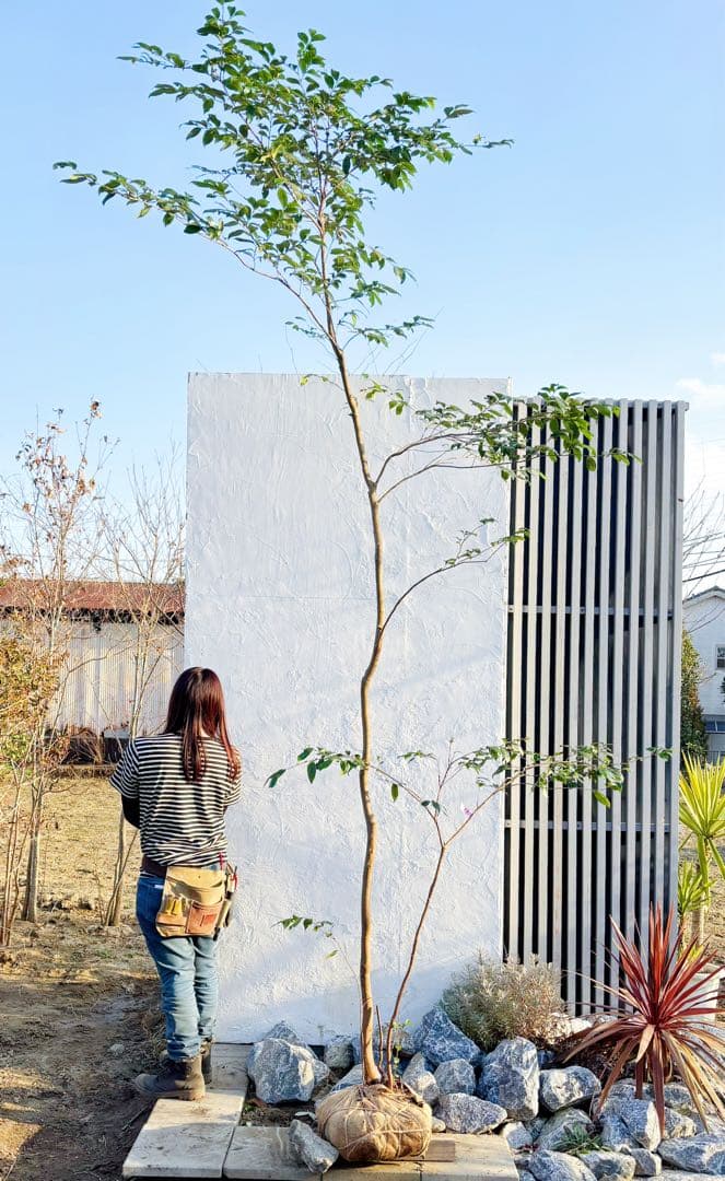 超絶品。山採りヒサカキ株立ち3.6M(鉢底から)品番C