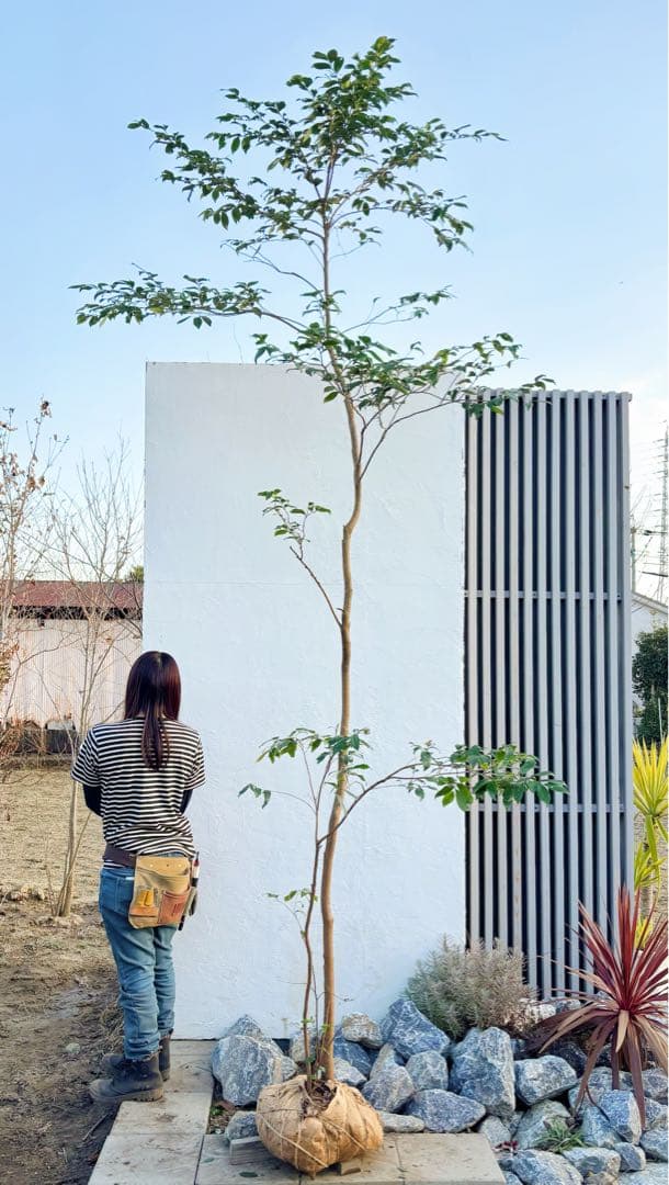 超絶品。山採りヒサカキ株立ち3.6M(鉢底から)品番C