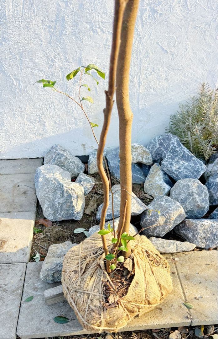 超絶品。山採りヒサカキ株立ち3.6M(鉢底から)品番C