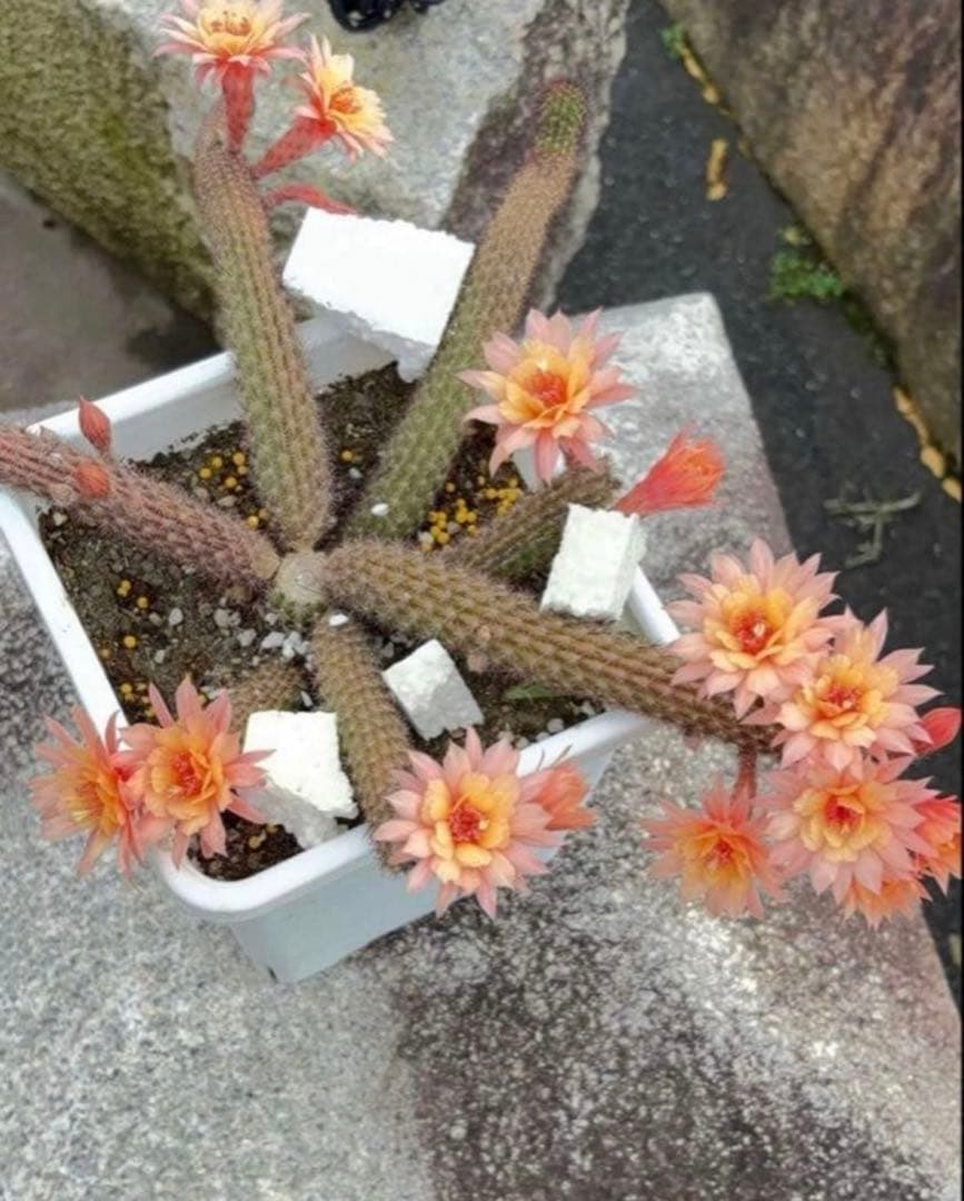 【鉢ごと】多肉植物　花サボテン　金紐シリーズ　オレンジ