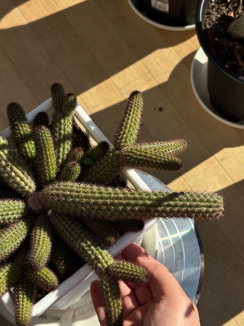 【鉢ごと】多肉植物　花サボテン　金紐シリーズ　オレンジ