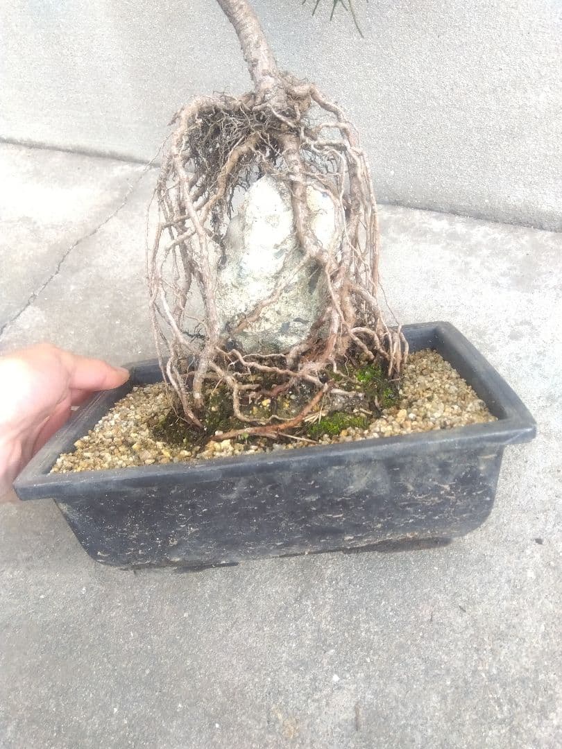 五葉松　錦松　黒松　3株セット❗　は