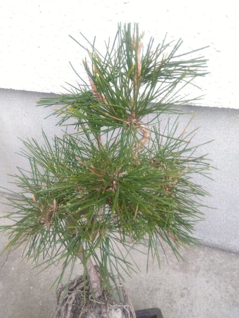 五葉松　錦松　黒松　3株セット❗　は