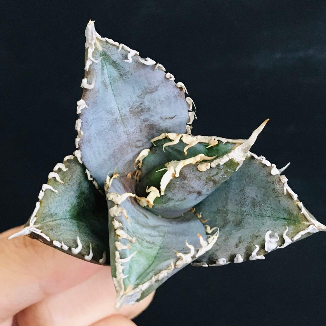 【稀少・高騰品種】白銀金剛 アガベ チタノタ Silver King Kong