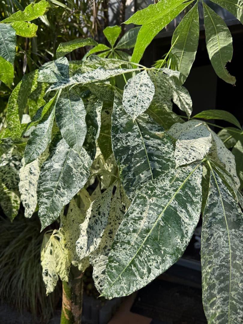 パキラ ミルキーウェイ 斑入り 約1.5メートル 観葉植物