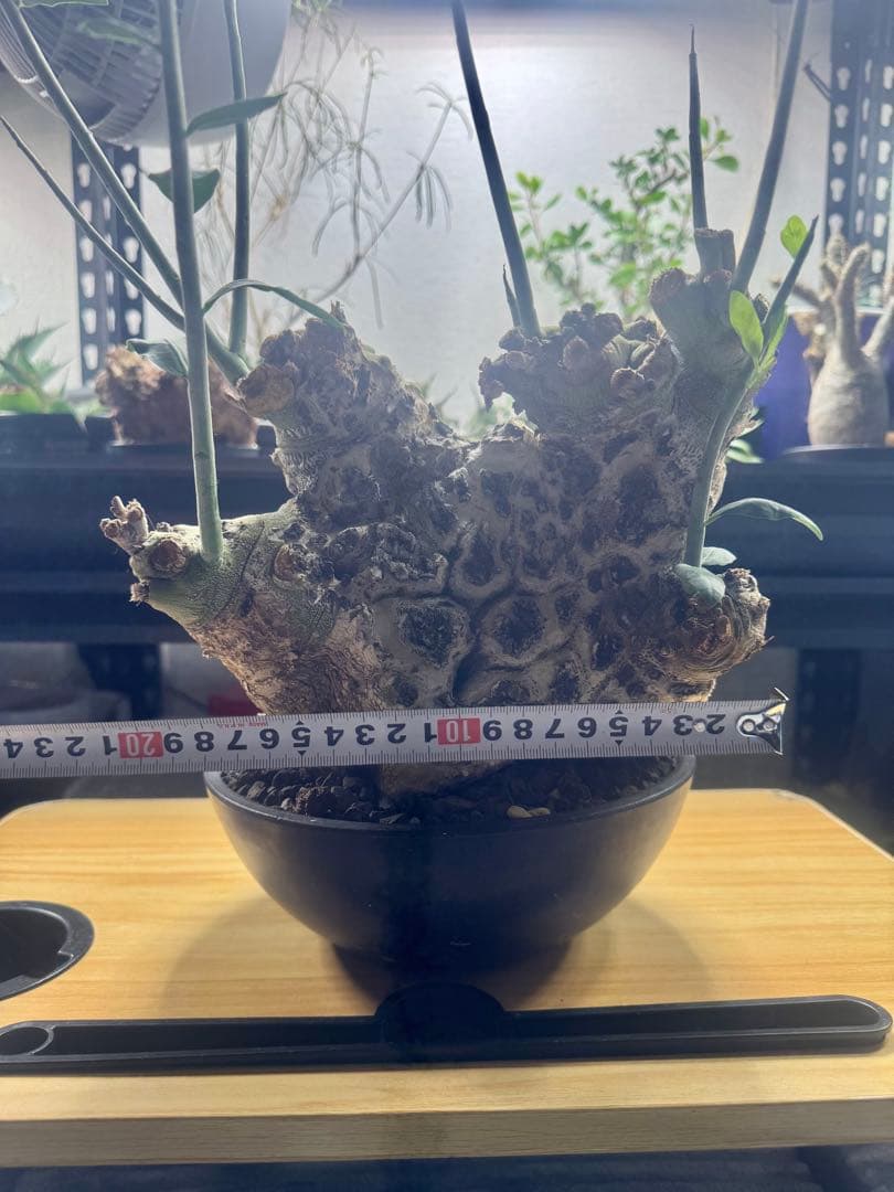 アデニア　ペチュエリー　現地球　発根済　塊根植物　コーデックス