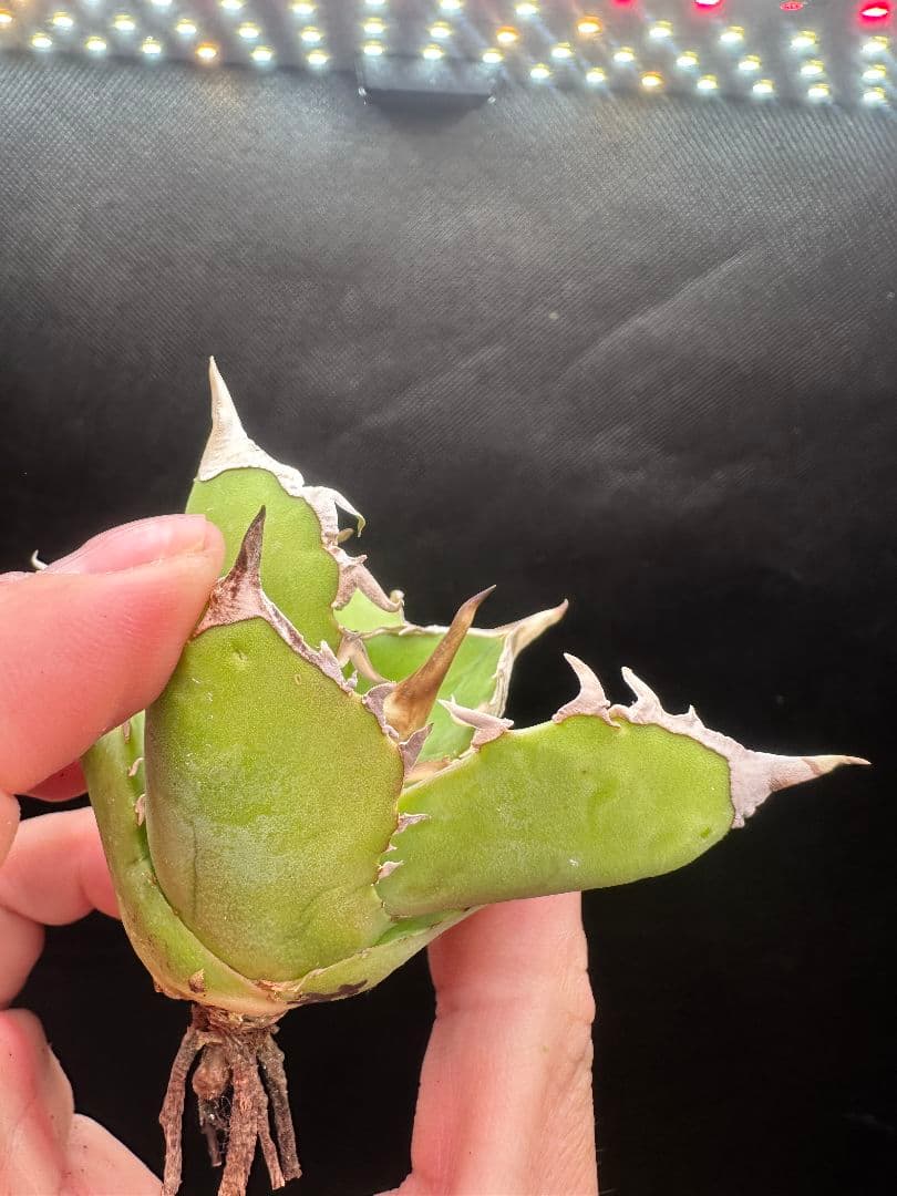 アガベ　白犀牛　シロサイ_1