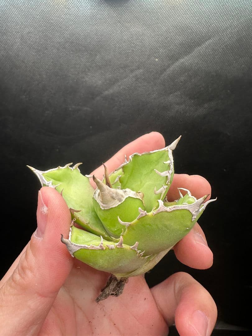 アガベ　白犀牛　シロサイ_1