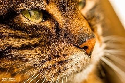 15248E ★新品★ レンズベビー 56mm F1.6 LENSBABY