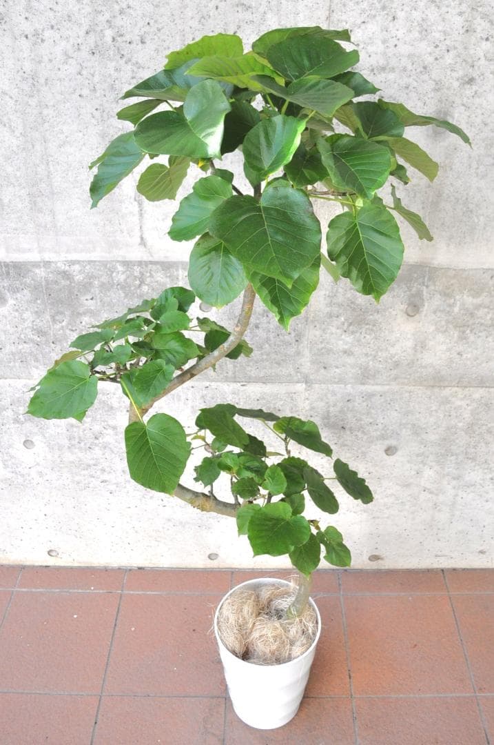 フィカス ウンベラータ 145cm 8号