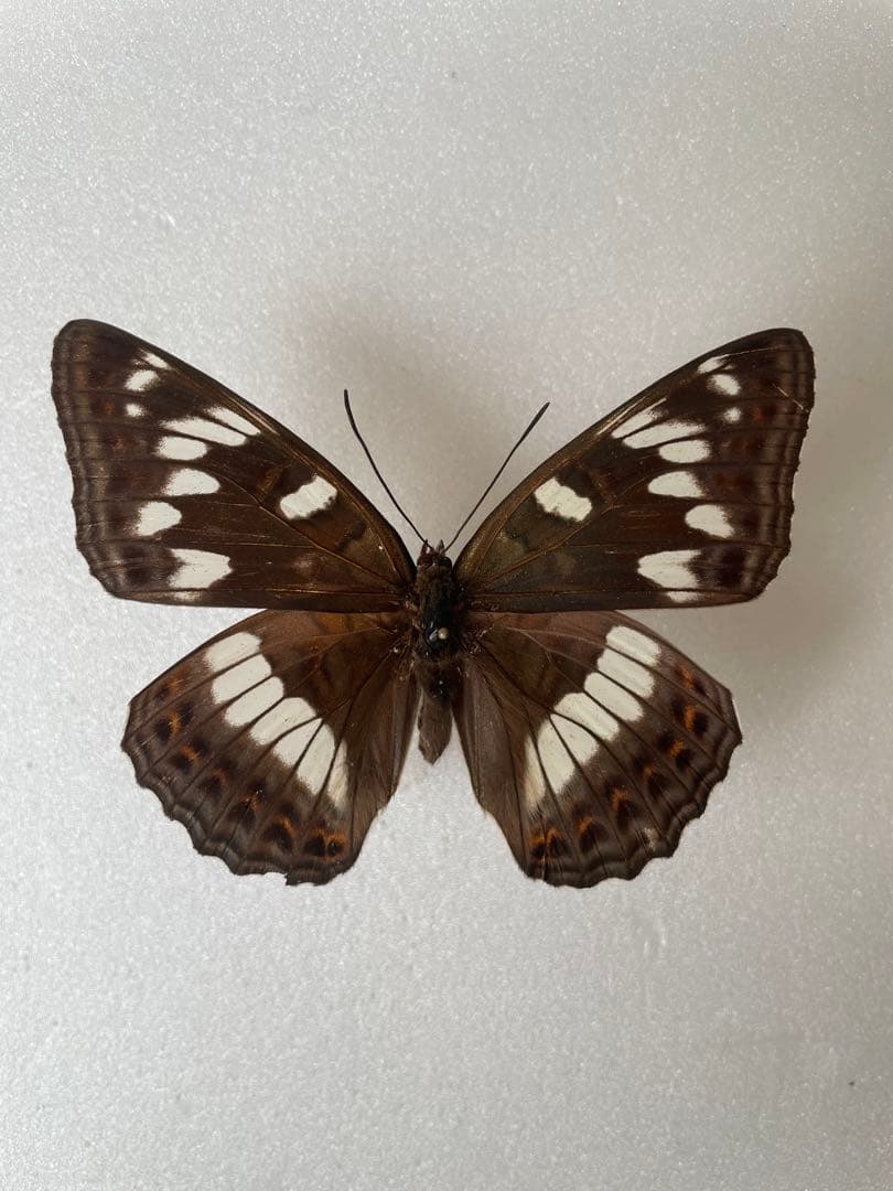 【2メスセット】オオイチモンジ（北海道白滝産）