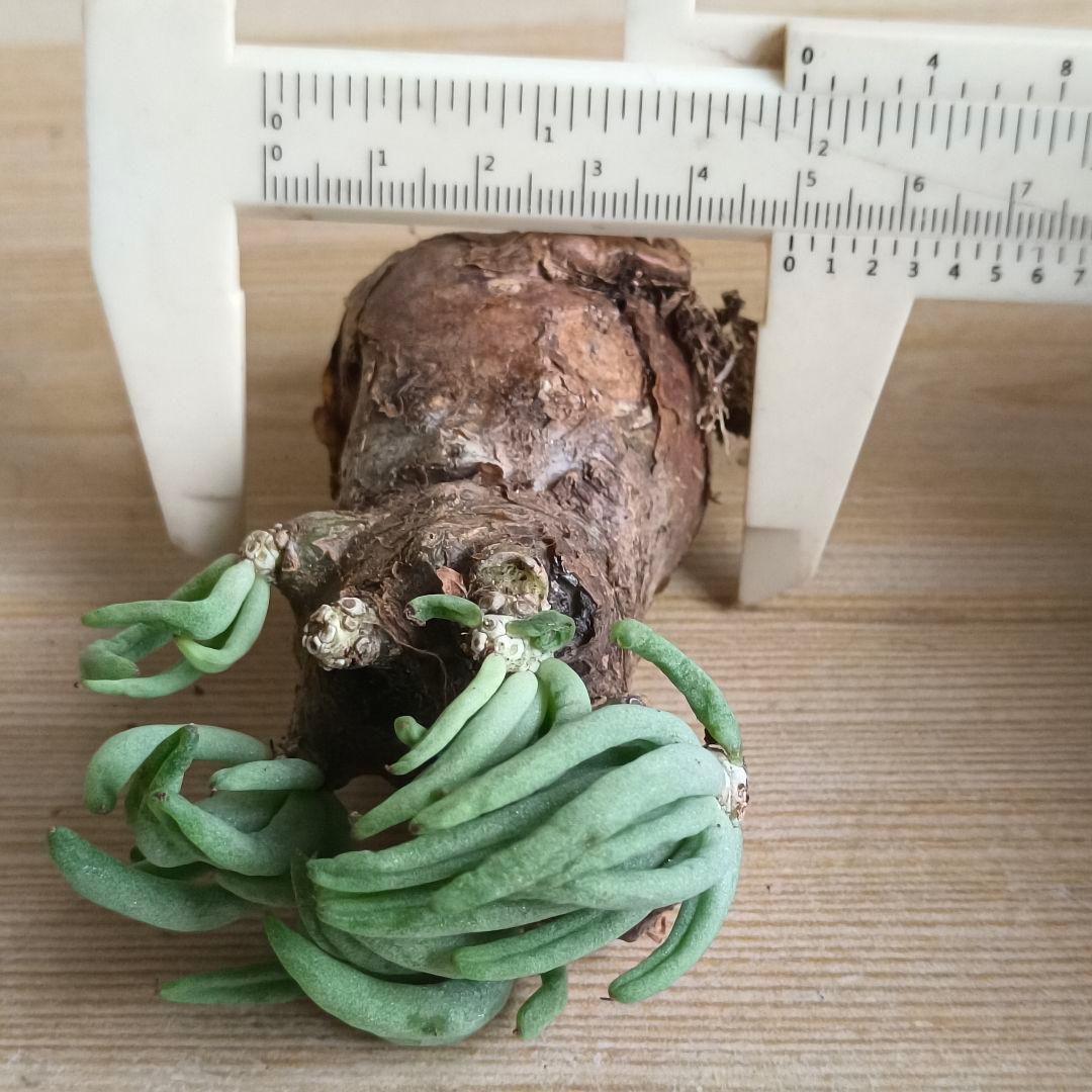 421塊根植物 チレコドン ペアルソニー 白象ベアルート株 万物想 特選大株