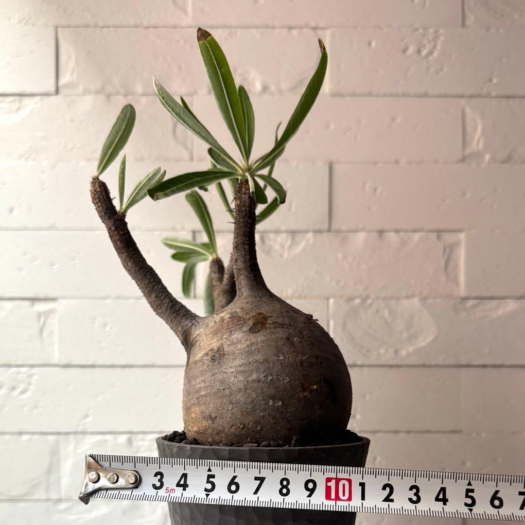 PG38 パキポディウム グラキリス 発根済 現地株