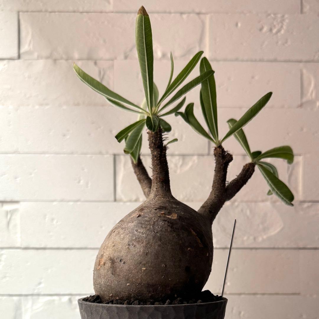 PG38 パキポディウム グラキリス 発根済 現地株