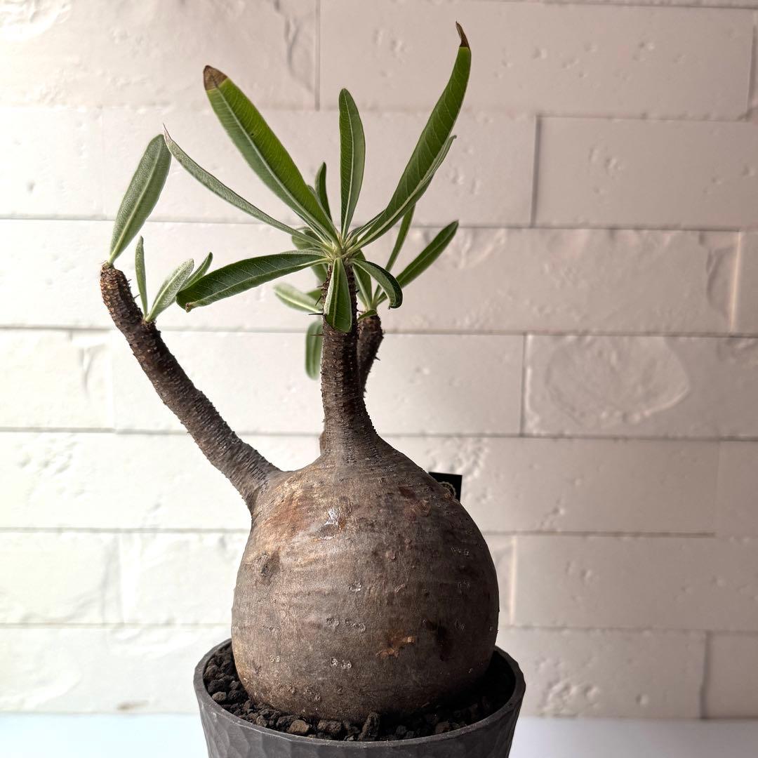 PG38 パキポディウム グラキリス 発根済 現地株