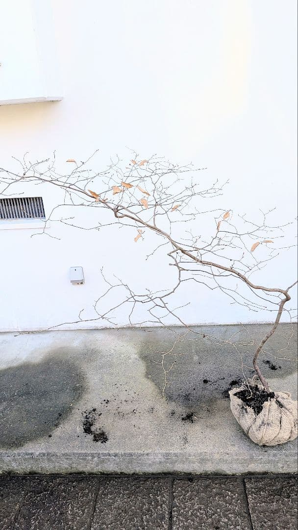 唯一。山採りヤマコウバシ。