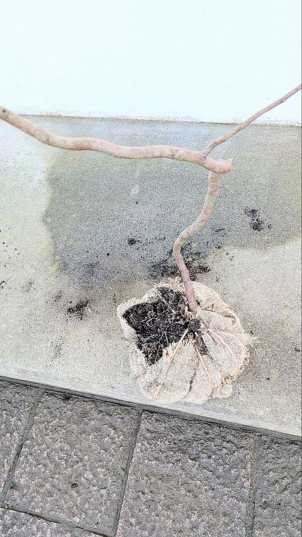 唯一。山採りヤマコウバシ。