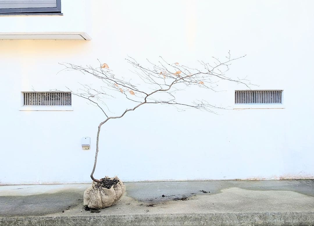 唯一。山採りヤマコウバシ。