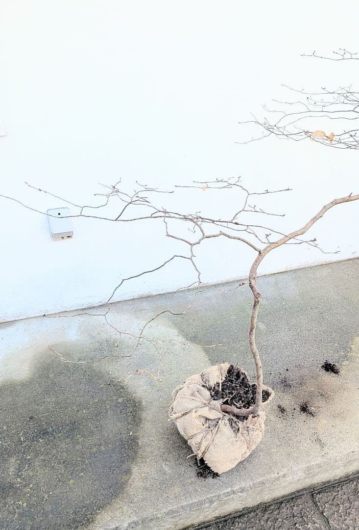 唯一。山採りヤマコウバシ。