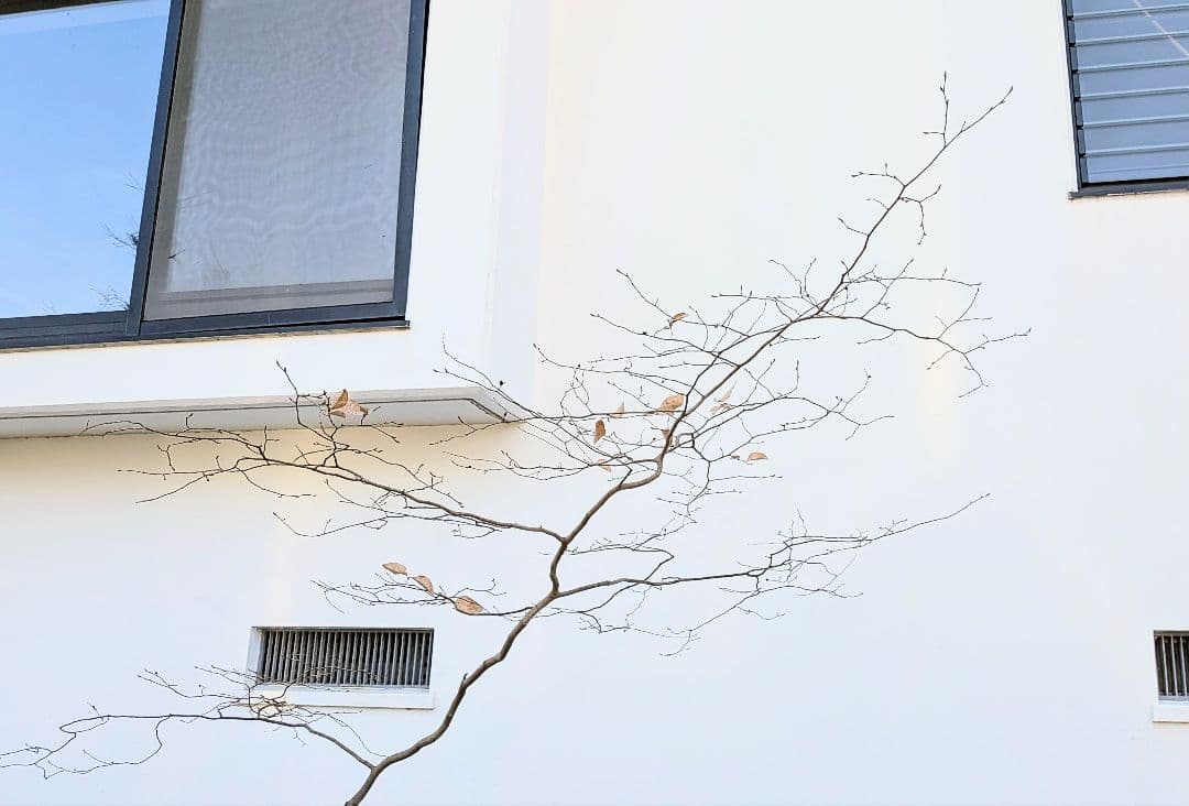 唯一。山採りヤマコウバシ。