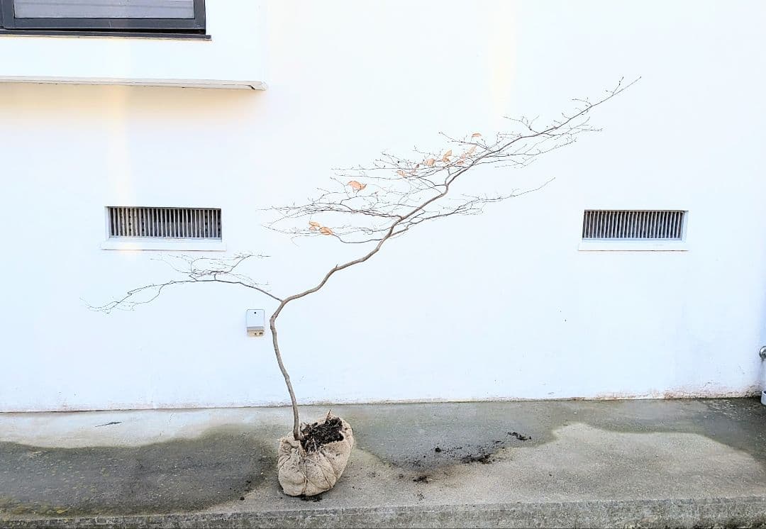 唯一。山採りヤマコウバシ。