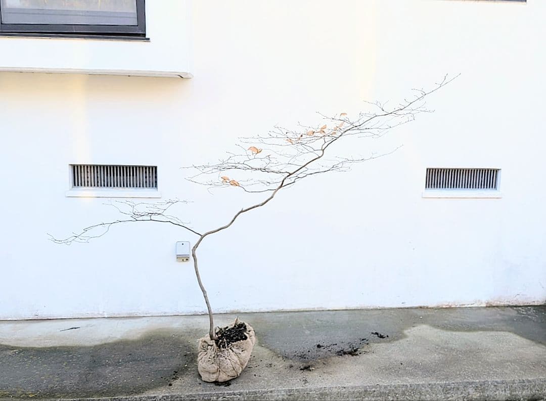唯一。山採りヤマコウバシ。