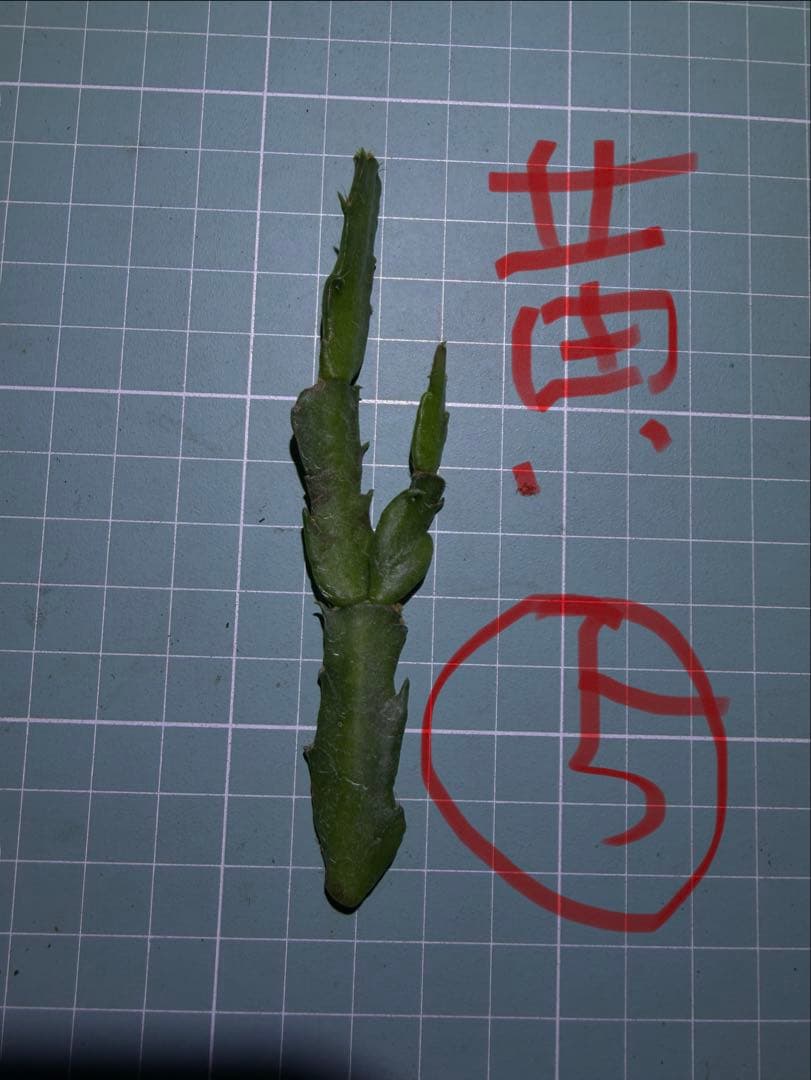 デンマークカクタス シャコバサボテン　赤羽 　葉挿し　1473