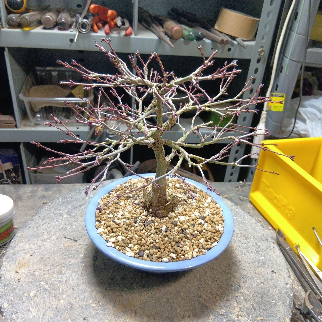 キョヒメモミジ（年数持ち込み古い）