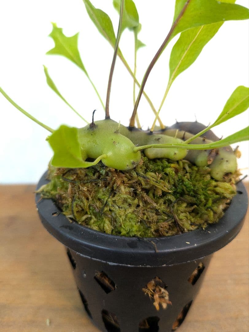 レカノプテリス カルノーサ ミナハサ マナド ノース スラウェシ アリ植物