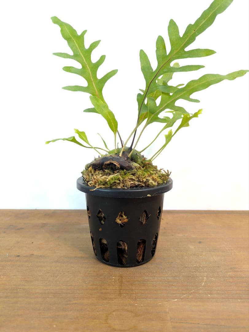 レカノプテリス カルノーサ ミナハサ マナド ノース スラウェシ アリ植物