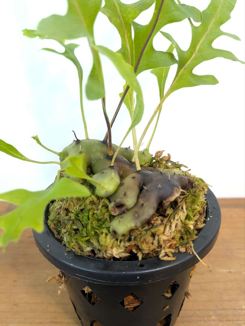 レカノプテリス カルノーサ ミナハサ マナド ノース スラウェシ アリ植物