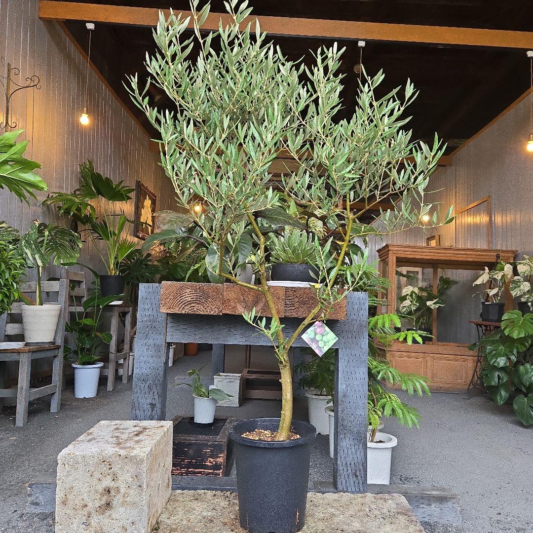 ⑭　オリーブの木souju　8号 「ピクアル」特大苗木最高等級極上品‼️