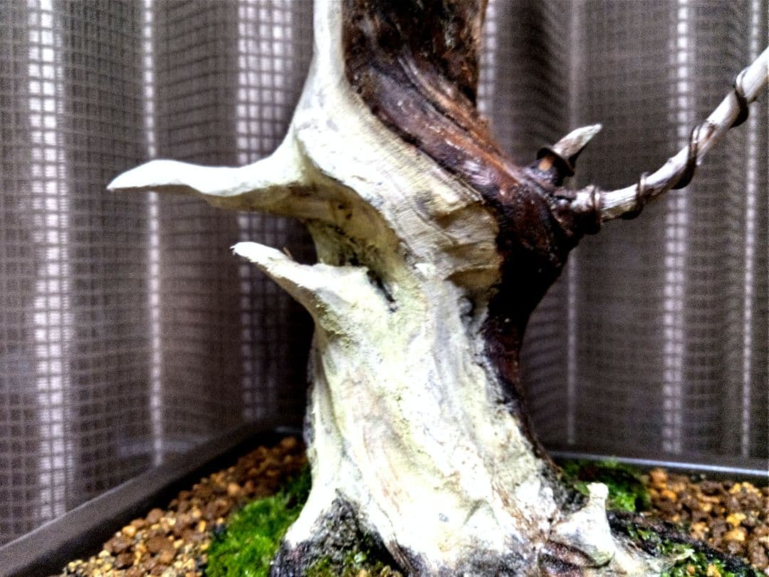 【中品　糸魚川真柏盆栽】　⭕太幹、古木…新春セール❗ ★期間限定価格★