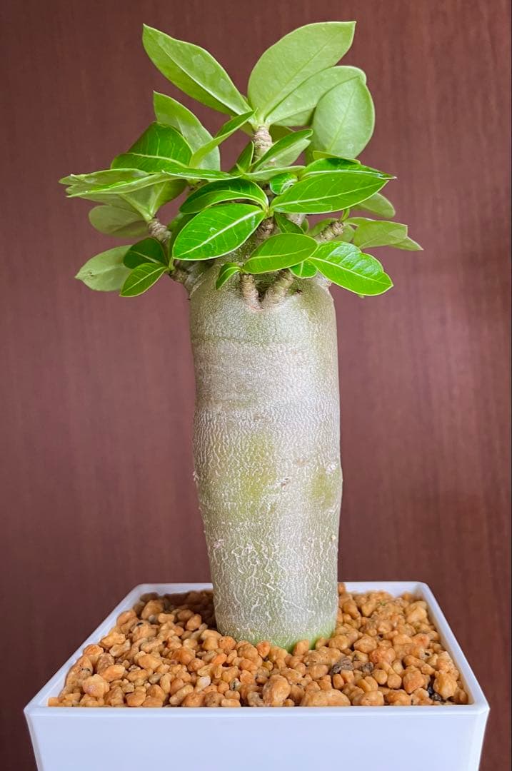 コロ助【激レア】アデニウム アラビカム ゴジ バオバブタイプ 鉢植え