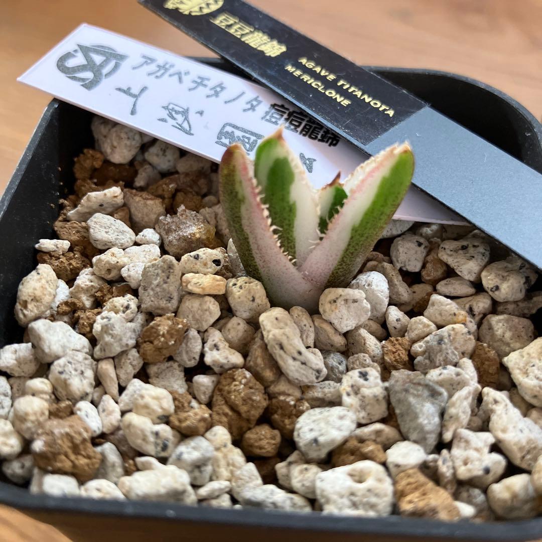 【初売り】34 安定株　速達　アガベ　チタノタ　豆豆龍錦　覆輪斑　TC