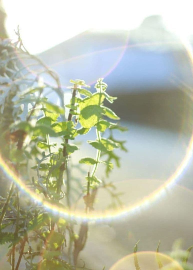 【フレアレンズ】Yashica Yashinon-DX 50mm f1.7