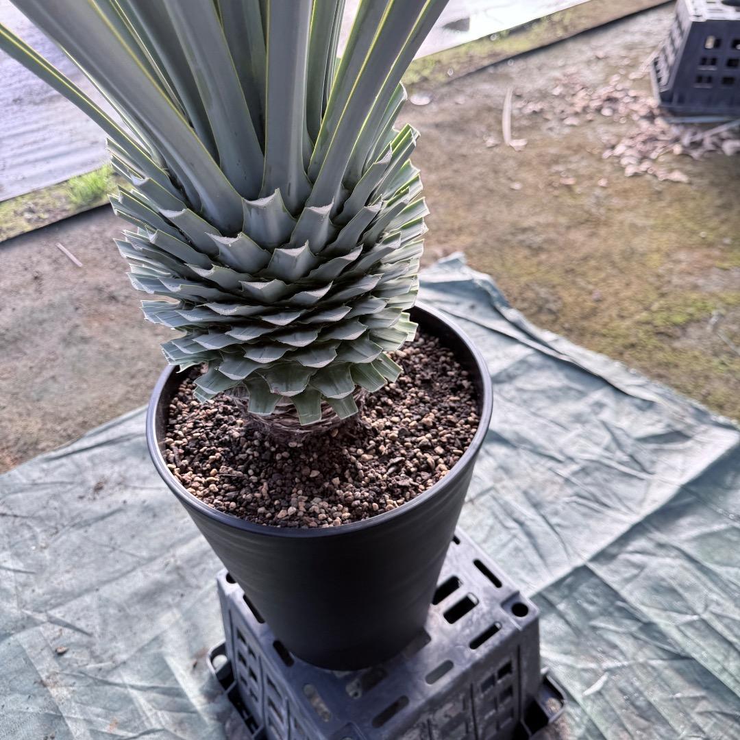 P*W様 【AL1127】ユッカ　リギダ